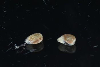 Media type: image;   Malacology 393728 Description: live specimen;